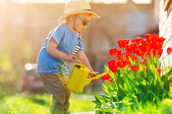 Litte boy watering flowers outside