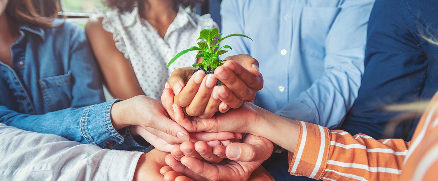 Stock photo of a group of people holding a  young plant together.