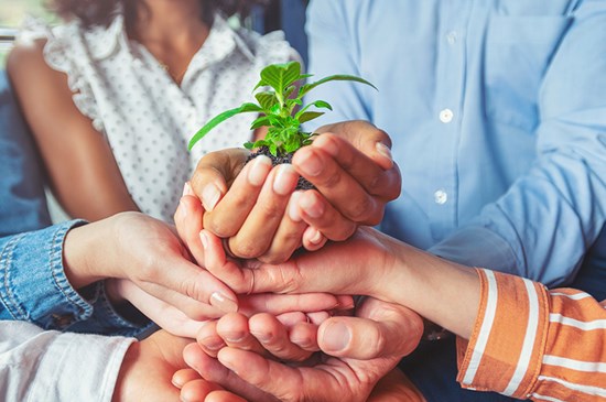 Stock photo of a group of people holding a  young plant together.